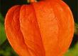 Unusual Fruits from Around the World