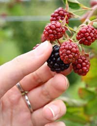 Original Gift Ideas Using Fruit