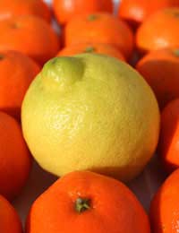 Citrus Fruits Fruit Clementine