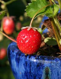 Fruit Growing Products Growing Fruit