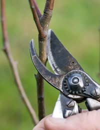 Pruning Fruit Bushes Pruning Fruit Trees