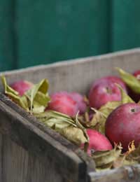 Storing Fruit Storing Apples Preserving