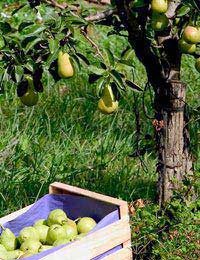 Storing Fruit Containers To Store Fruit