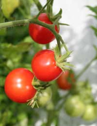 ripe tomatoes growing on the vine.