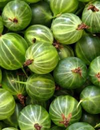 a pile of gooseberries ready to use