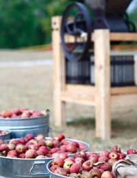 buckets of apples with a cider making press in the background