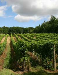 british vineyard against a blue sky