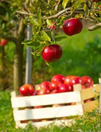 garden orchard with apple tree in fruit and a crate filled with harvested apples