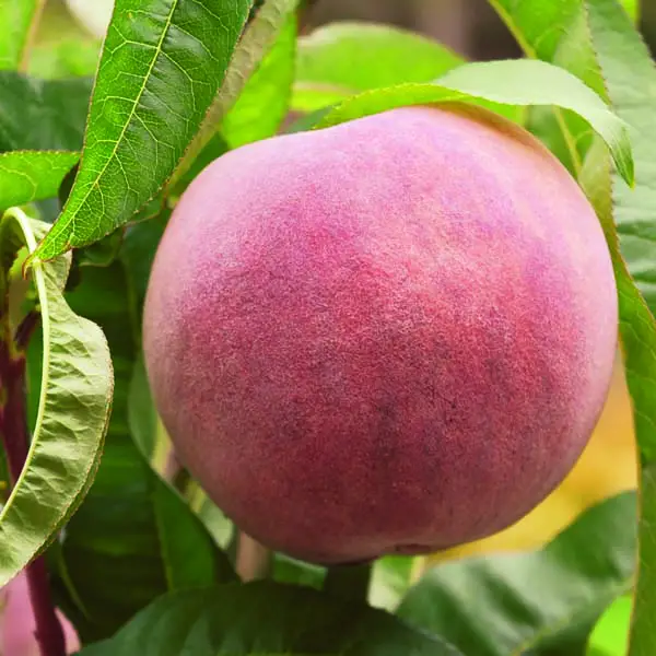 Patio Peach Trees UK Pot Growing & Care Fruit Expert