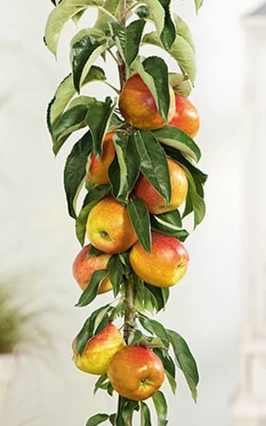 5ft 'Apple 'Cox's Orange Pippin' Cordon Apple Tree | M26 Semi Dwarfing Rootstock | 8L Pot