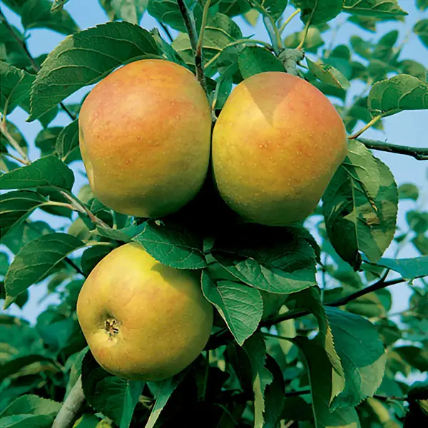 5ft 'Blenheim Orange' Dessert Apple Tree | MM106 Semi Vigorous Rootstock | Bare Root