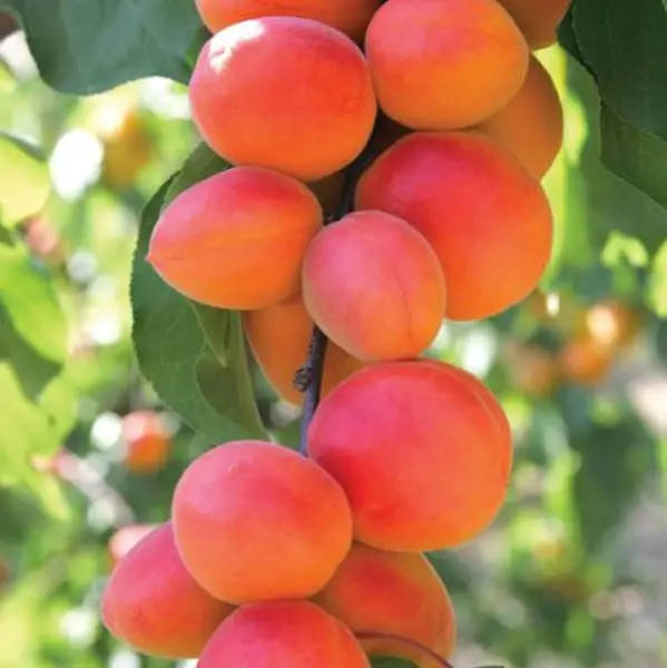 5ft 'Flavorcot' Apricot Tree | SJA Semi Vigorous Rootstock | 9L Pot