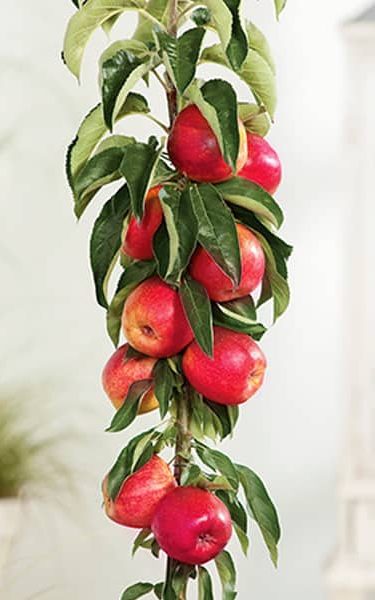 5ft 'Red Falstaff' Cordon Dessert Apple Tree | M26 Semi Dwarfing Rootstock | 8L Pot