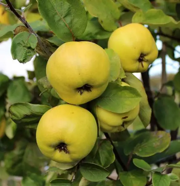 5ft 'Serbian Gold' Quince Tree | Quince A Semi Dwarfing Rootstock | 9L Pot