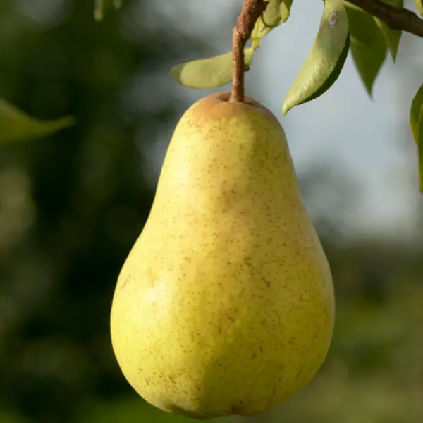 5ft 'Williams' Bon Chrétien' Pear Tree | Quince A Semi Dwarfing Rootstock | 9L Pot