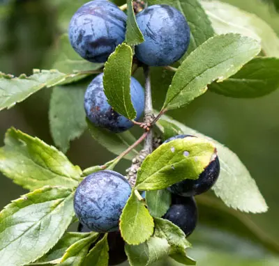 Damson plums