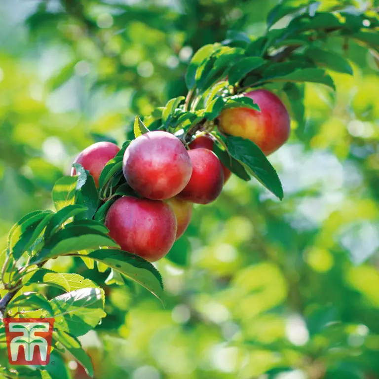 Dwarf Nectarine Trees Miniature Fruit Trees Fruit Expert