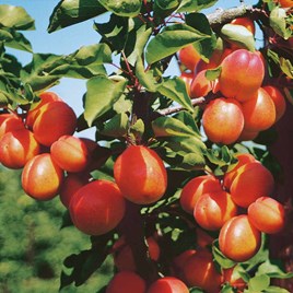 Sibleys Apricot Dwarf Fruit Tree - Flavourcot