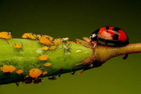 apple tree pests - aphids on a bud with ladybird