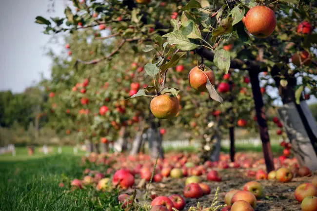 english apple varieties