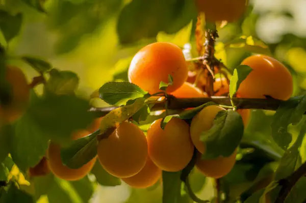 apricot tree with bunch of apricots set against leaves