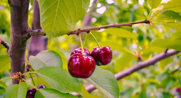 cherry tree in fruit