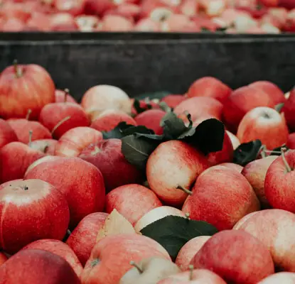 cider apples 