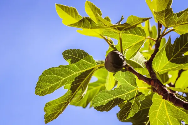 fig trees uk - fig fruit against blue sky