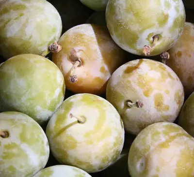 greengage plums