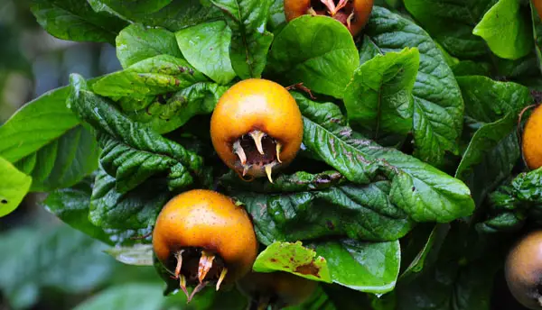 medlar fruit on the tree