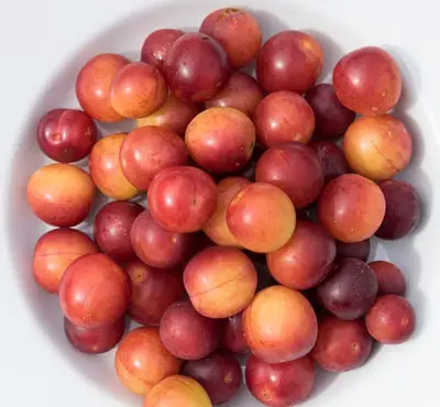 mirabelle plums