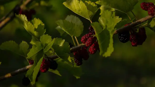 a mulberry tree in fruit