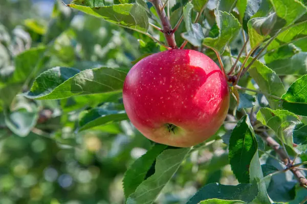 patio apple tree with juicy red fruit