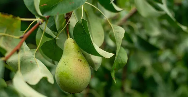 pear tree in fruit