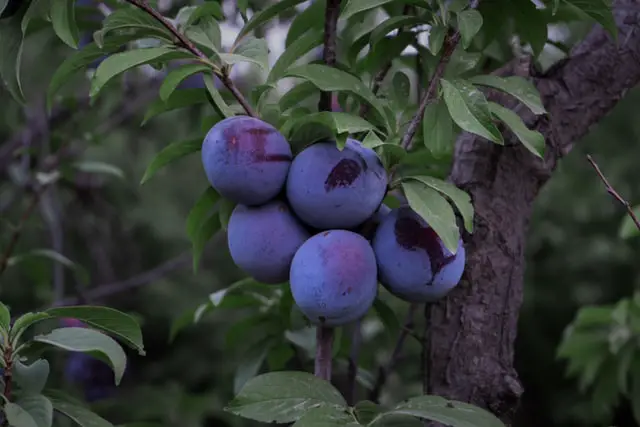 fruiting plum tree close up