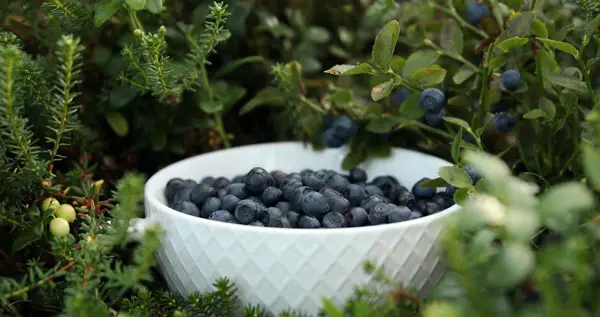 bowl of winberries nestling amongst foliage