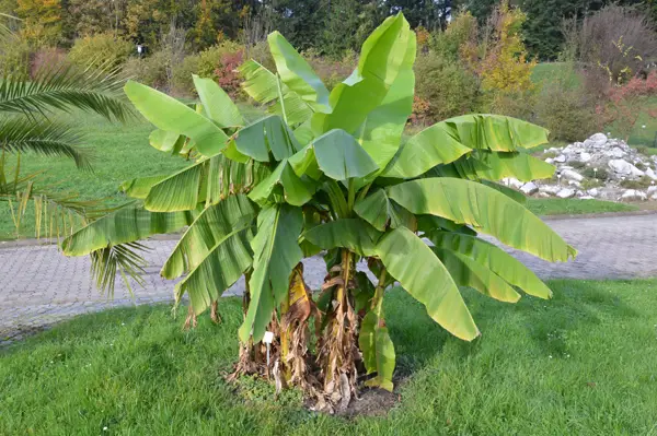 established musa basjoo tree