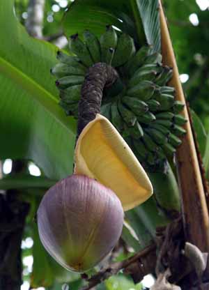 musa basjoo tree in flower and fruit