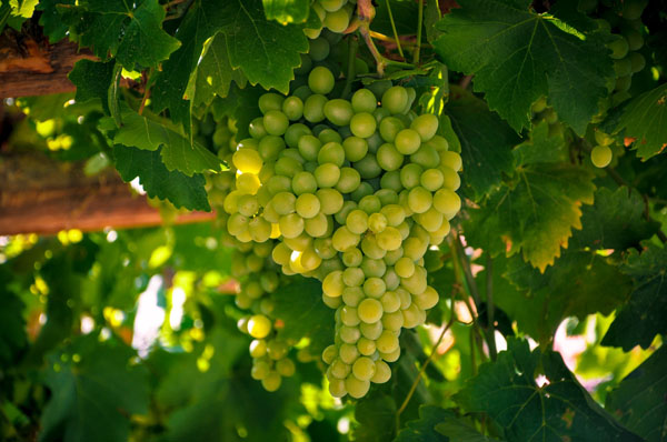 grapevine featuring growing grapes