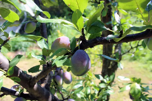 plum trees in fruit - Lecanium scale