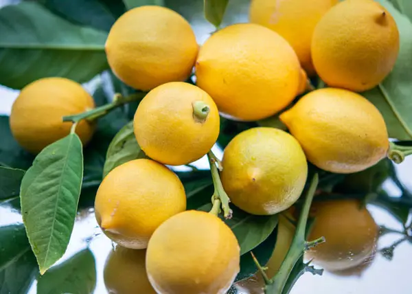 lemon tree in fruit