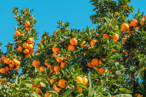 orange tree in fruit against bright blue sky
