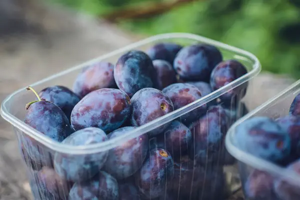 plum aphids - a punnet of plums