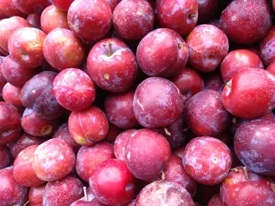 pink plum maggots - a healthy plum crop