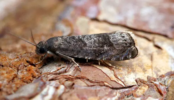 adult plum moth