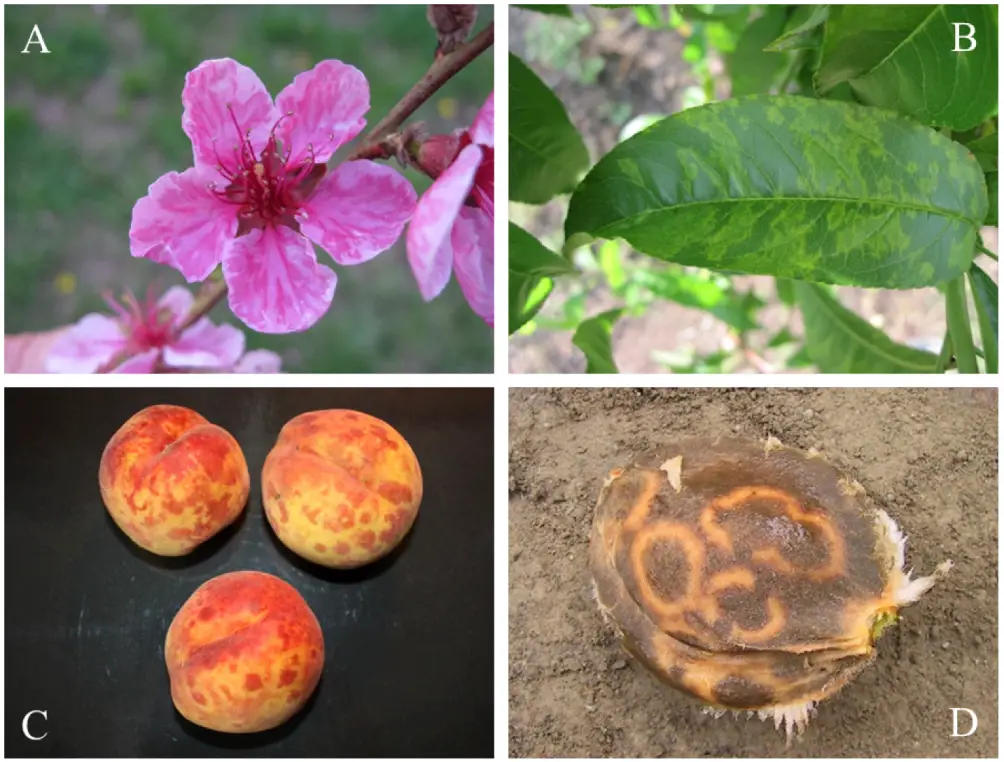 plum pox infections in fruit blossom, leaves, flesh, and stones