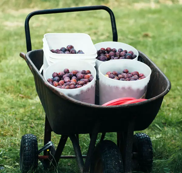 plum sawfly - a wheelbarrow loaded with healthy fruit