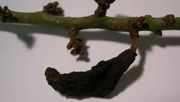 plum pocket gall on tree branch