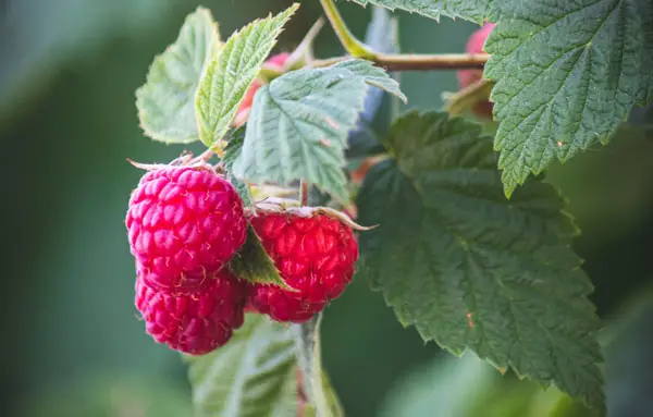 raspberry plants - three ripe raspberries set against green leaves