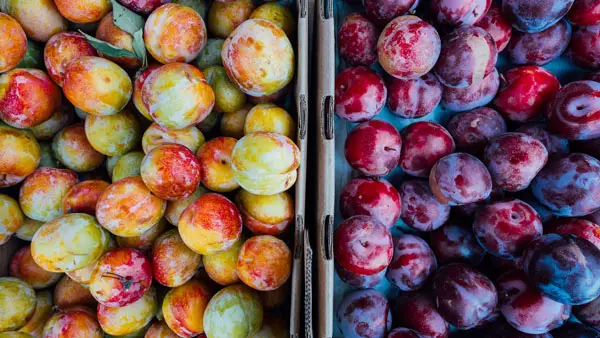 fruit moths - healthy plum harvest in boxes